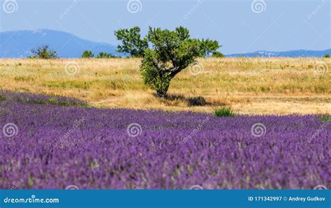 Picturesque Tree In The Middle Of A Lavender Field And An Oat Field