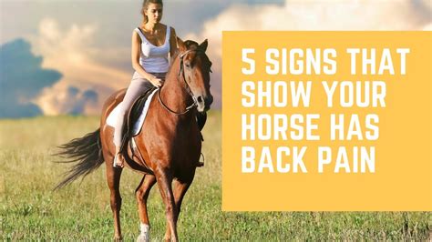 5 Signs That Show Your Horse Has Back Pain Youtube