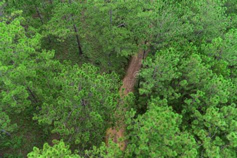 Top View Nature Pine Forest Aerial View Stock Photo Image Of