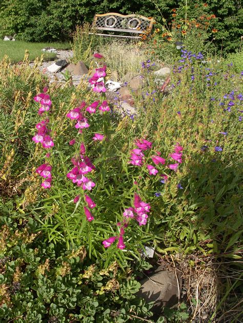 Native Penstemons Great For Most Gardens The Spokesman Review