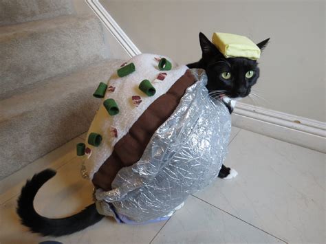 My Friend Creates Homemade Halloween Costumes For Her Cats Cute