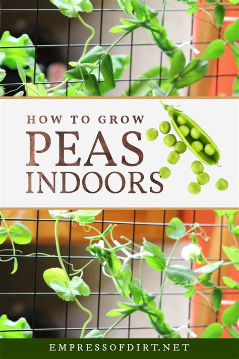 How To Grow Peas Indoors Empress Of Dirt In 2021 Growing Peas