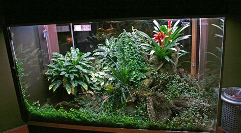 Terrarium Tank Gecko Terrarium Aquarium Terrarium Diy Reptile