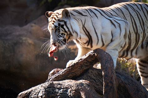 Tiger Eating Pictures Download Free Images On Unsplash