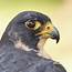 Peregrine Falcon Portrait Photograph By Jim Hughes