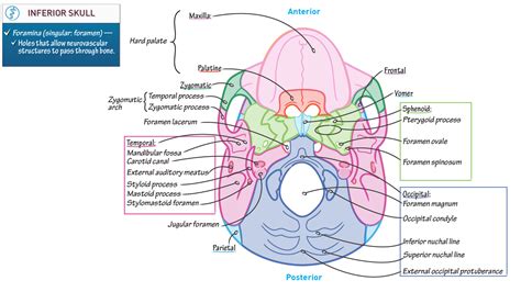 Superior And Inferior Anatomy