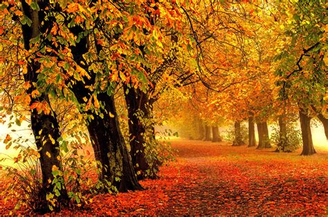 Autumn Fall Tree Forest Landscape Nature Leaves Wallpapers Hd