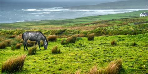 For instance, you can qualify for citizenship by running a business. Britons are applying for Irish citizenship to get an EU ...