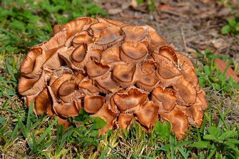 Yard Mushrooms Photograph by Roy Erickson - Pixels gambar png