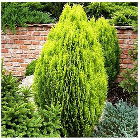 Buy Thuja Orientalis Tree Seeds Morpankhimayurpankhilairikheibi