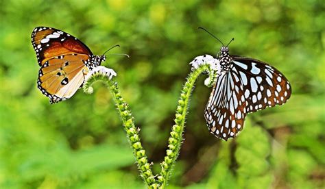 Spiritual Meaning Of 2 Butterflies Flying Together Spiritualify
