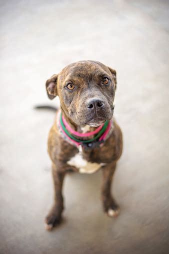 Sitting Brindle Pit Bull Mix Stock Photo Download Image Now Istock