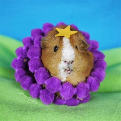 Pin On Guinea Pigs