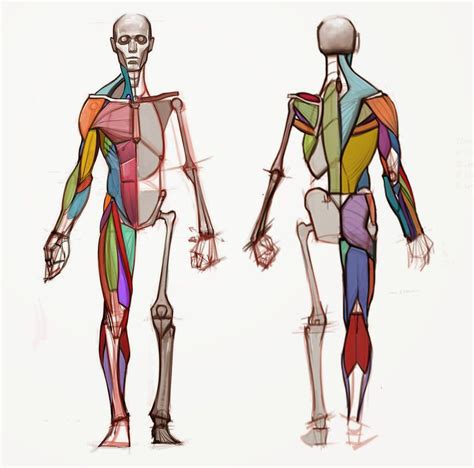 Muscles Anatomy Reference Human Anatomy Drawing Body Anatomy