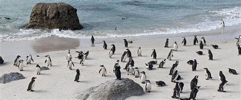 An Amazing Penguin Adventure With Kids At South Africas Boulders Beach