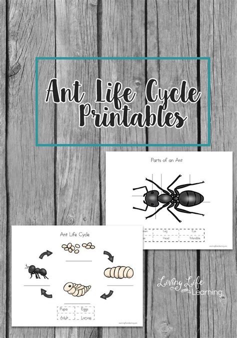 Free Ant Life Cycle Printables Ant Life Cycle Life Cycles Ants