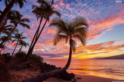 Aloha State Hawaje Palms Sea Great Sunsets Beautiful Views