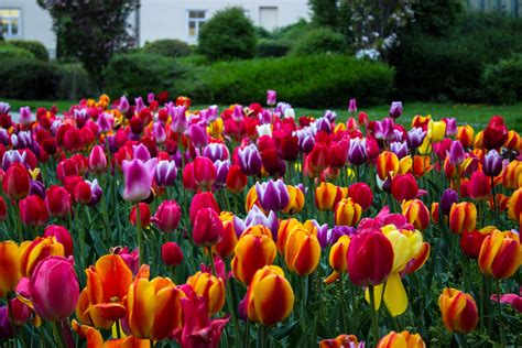 Fondos De Pantalla Vistoso Flores Tulipanes Colourfull Flor