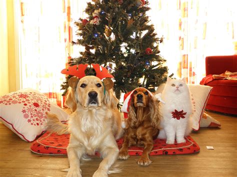 Christmas Dogs And Cats