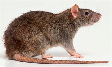 Pictures Of Rat