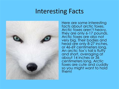 Ppt Arctic Fox Powerpoint Presentation Free Download Id4837245