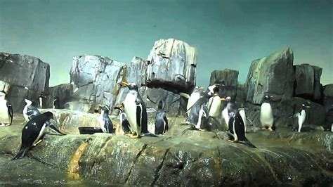 Penguins At Central Park Zoo Youtube