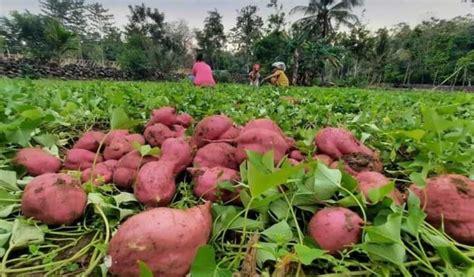 Kementan Dorong Kembangkan Ubi Jalar Seiring Permintaan Tinggi Dari