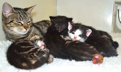 How To Look After A Kitten Cats Protection Blog Kitten Cats And