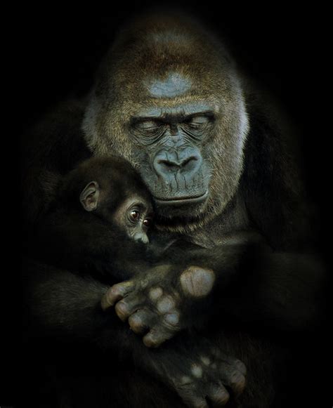Loved A Western Lowland Gorilla With Her Young Baby This Flickr