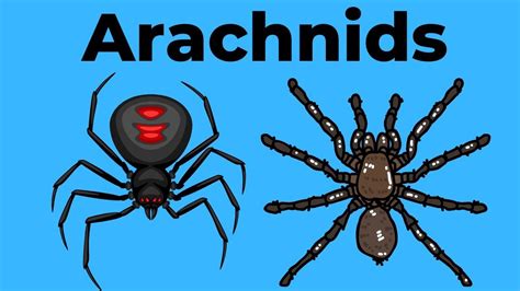 What Is An Arachnid In 2021 Arachnids What Is An Arachnid Science