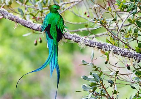 world s most beautiful bird “resplendent quetzal”