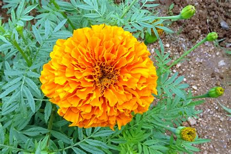 Start your plant at 12 hours of light per day. Marigold Seeds - Crackerjack Mix - DECKER RD. SEEDS