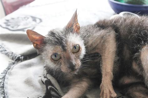 Lykoi Cat Breed Information And Characteristics
