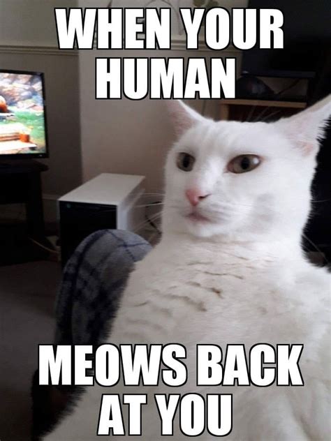 Cat Impressive Meme By Schizoidman Memedroid