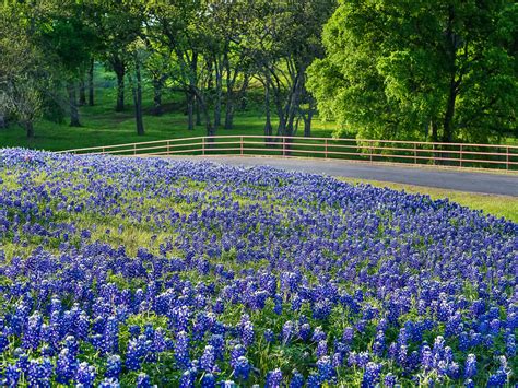 Best Places To See Bluebonnets In Austin And The Texas Hill Country Curbed Austin