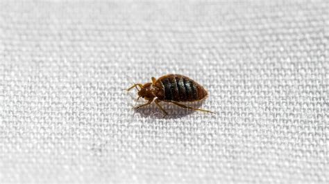 Bed Bugs Vs Scabies Identifying Treating And Preventing