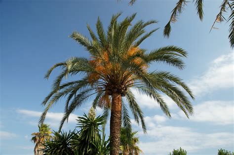 Free Picture Palm Tree Flora Trees Vegetation Summer Time