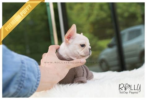 San diego humane society has a variety of adoptable pets available including cats, dogs and small animals like rats, rabbits, hamsters, birds, reptiles and more. Lady Bug - French Bulldog. F - Rolly Teacup Puppies