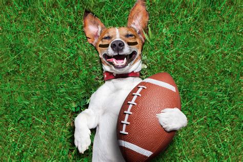 The best super bowl 2021 food deals you can get during the big game. The Puppy Bowl Is the Best Bowl - The Ringer