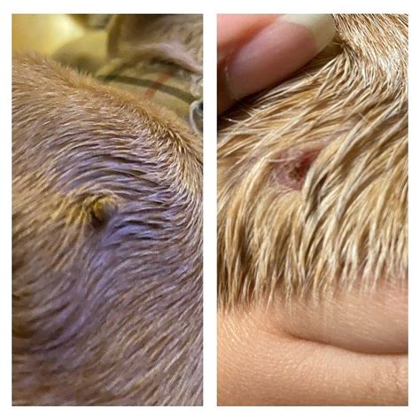 Lumps Be Gone Fatty Mass Dog Warts Lumps Bumps Natural Etsy In 2020