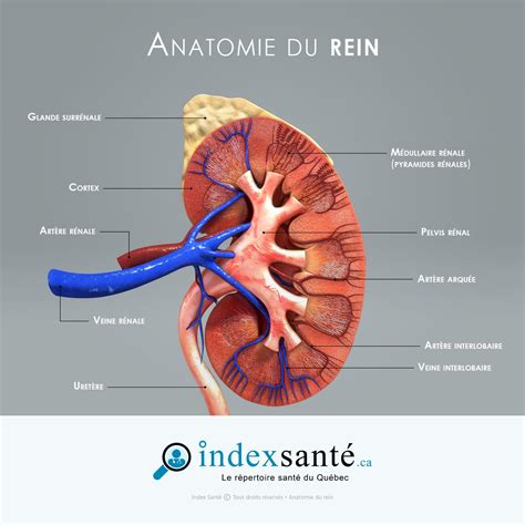 Anatomie Du Rein Infographie Index Santé