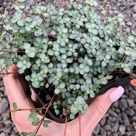 Pilea Glauca Silver Sparkles Plant 45 Pot Little Prince To Go