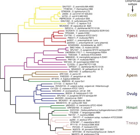 Molecular Phylogeny Of The Cas1 Protein Across 54 Prokaryotic Genomes A