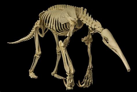 Giant Anteater Museum Of Osteology Animal Skeletons Animal Skulls