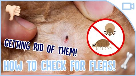 33 Cute How To Remove Dog Fleas Image 4k Ukbleumoonproductions