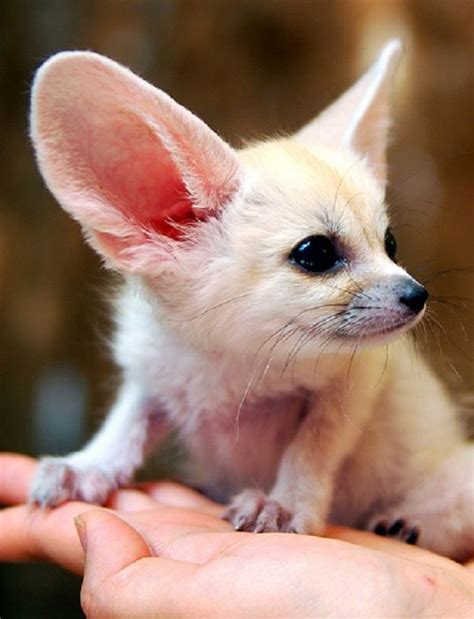 The 10 Cutest Midget Creatures In The World Animals Zone Super Cute