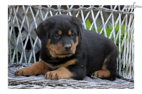 Pet shipping and front door pet delivery available anwhere in the usa. Rottweiler puppy for sale near Lancaster, Pennsylvania | 80cac734-5da1