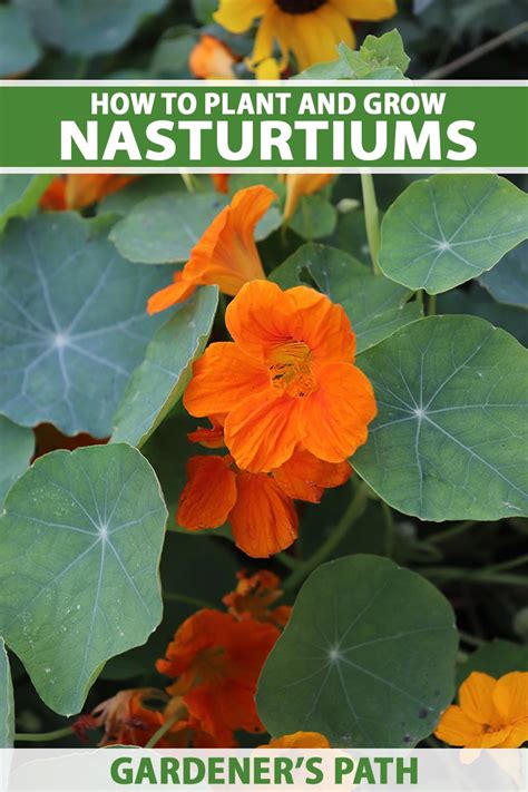 How To Plant And Grow Nasturtium Flowers Gardeners Path