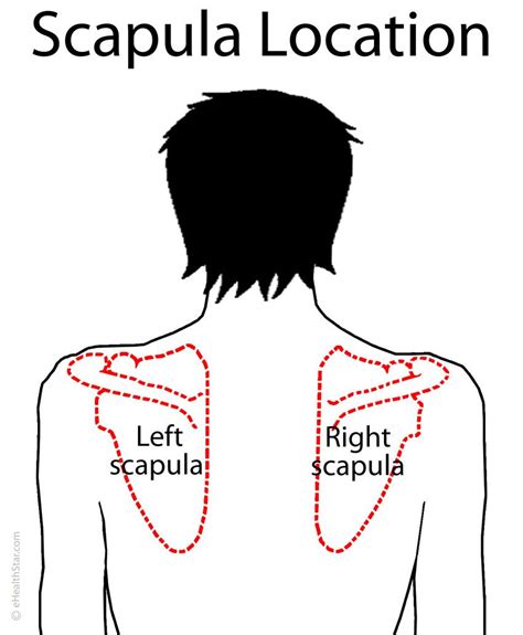 Scapula Shoulder Blade Anatomy Muscles Location Function Scapula