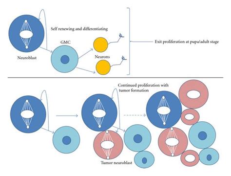 difference between cell proliferation and differentiation compare the difference between